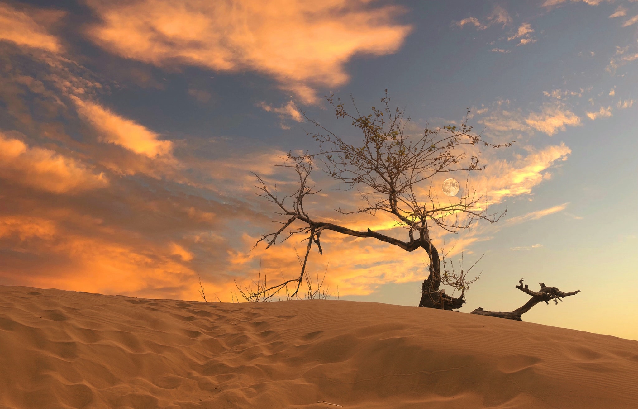 Dead tree in the desert